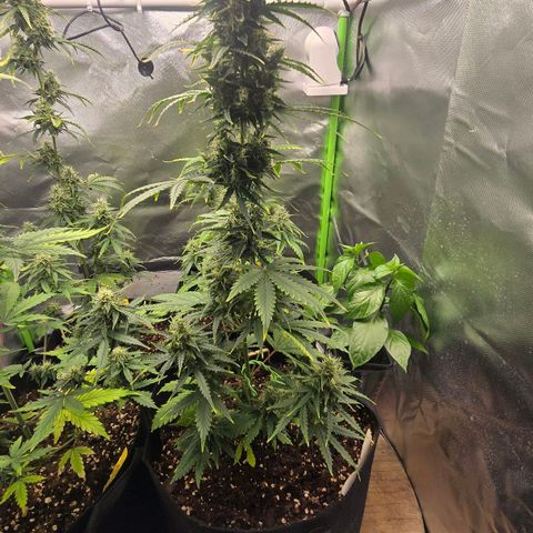 Double Kush Cake Automatic growlog timeline photo
