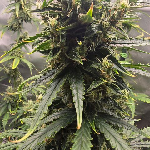 Double Kush Cake Automatic growlog timeline photo
