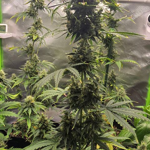 Double Kush Cake Automatic growlog timeline photo