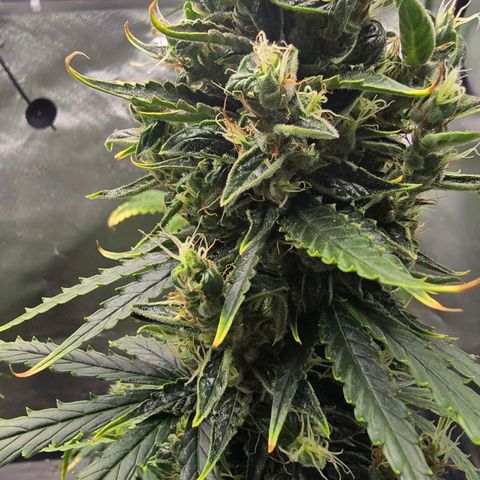Double Kush Cake Automatic growlog timeline photo