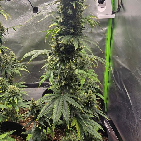 Double Kush Cake Automatic growlog timeline photo