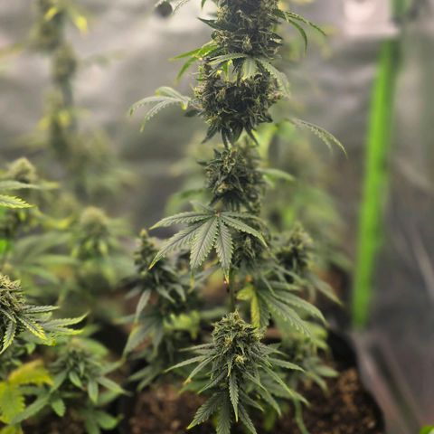 Double Kush Cake Automatic growlog timeline photo