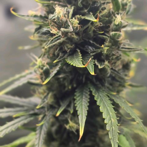 Double Kush Cake Automatic growlog timeline photo