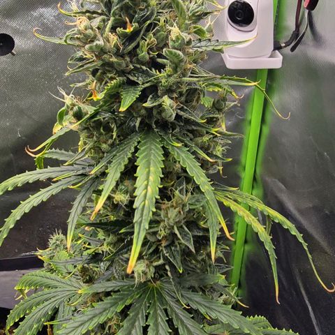 Double Kush Cake Automatic growlog timeline photo