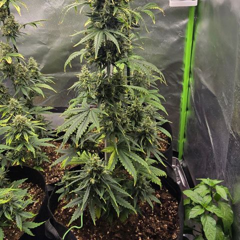 Double Kush Cake Automatic growlog timeline photo
