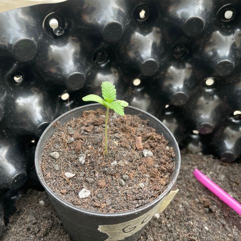 Green Crack Autoflowering growlog timeline photo