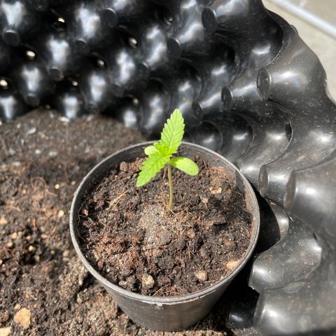 Green Crack Autoflowering growlog timeline photo