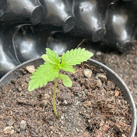 Green Crack Autoflowering growlog timeline photo