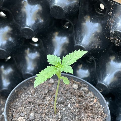 Green Crack Autoflowering growlog timeline photo