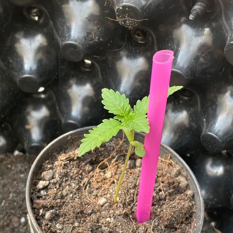 Green Crack Autoflowering growlog timeline photo