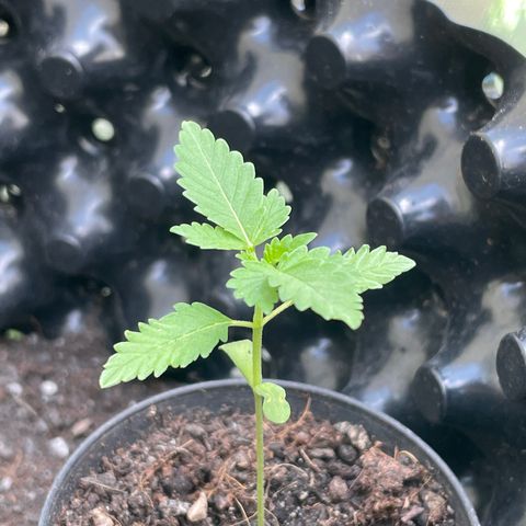 Green Crack Autoflowering growlog timeline photo