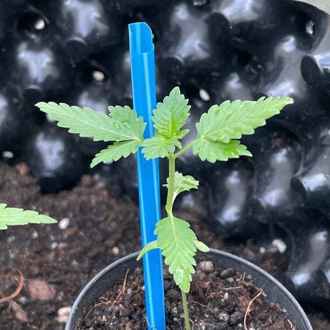 Green Crack Autoflowering growlog timeline photo
