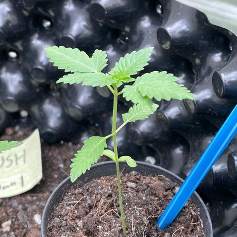 Green Crack Autoflowering growlog timeline photo