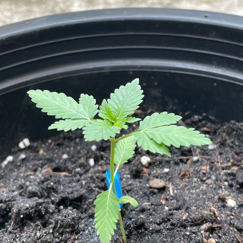 Green Crack Autoflowering growlog timeline photo