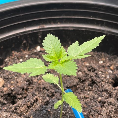 Green Crack Autoflowering growlog timeline photo