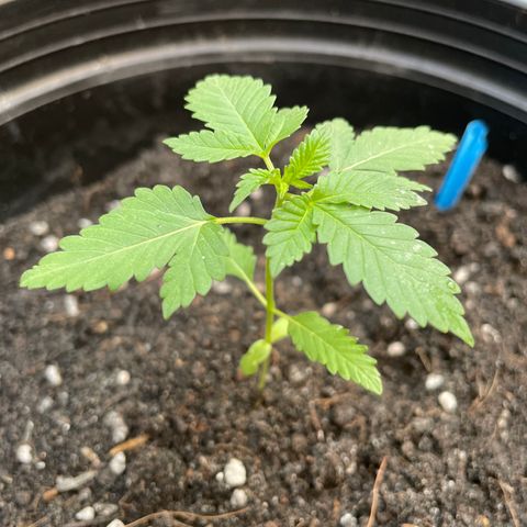 Green Crack Autoflowering growlog timeline photo