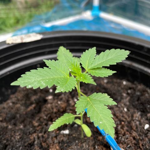 Green Crack Autoflowering growlog timeline photo
