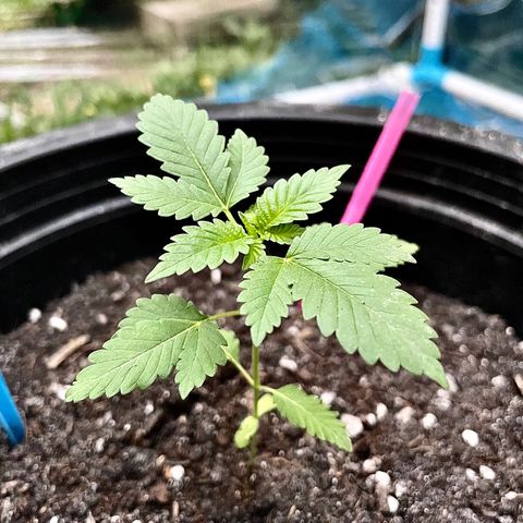 Green Crack Autoflowering growlog timeline photo