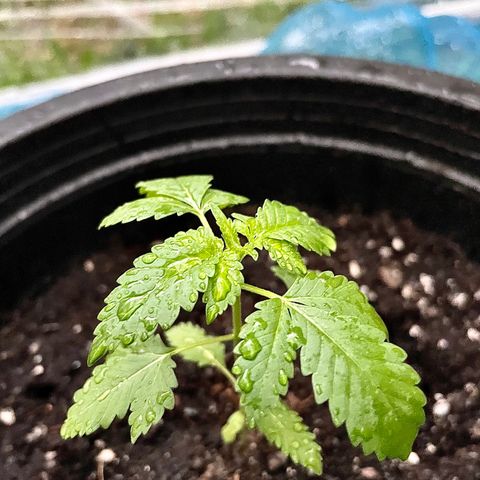Green Crack Autoflowering growlog timeline photo