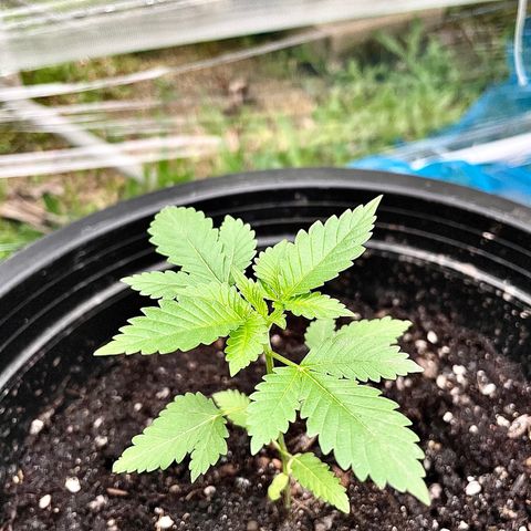 Green Crack Autoflowering growlog timeline photo