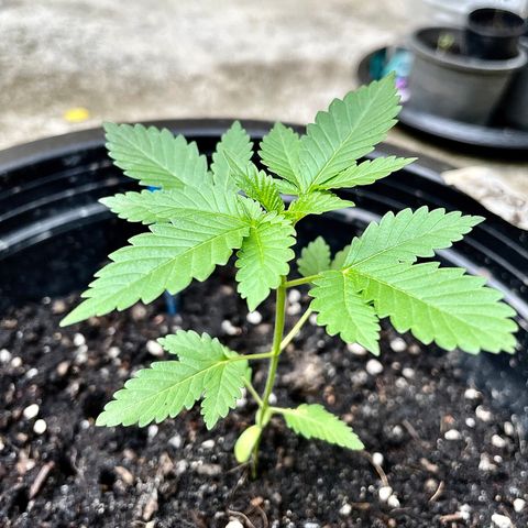 Green Crack Autoflowering growlog timeline photo
