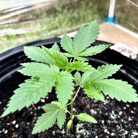Green Crack Autoflowering growlog timeline photo