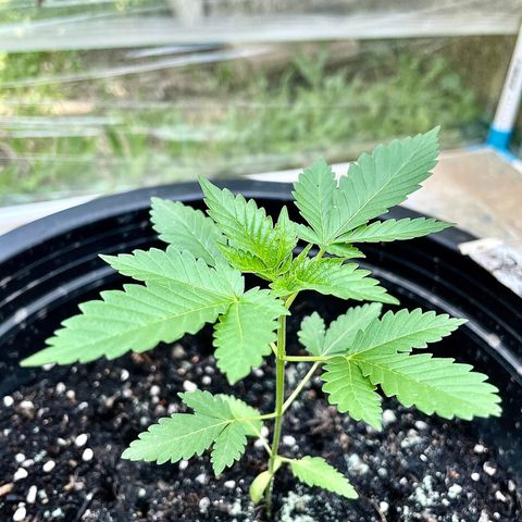 Green Crack Autoflowering growlog timeline photo