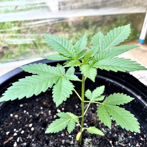 Green Crack Autoflowering growlog timeline photo