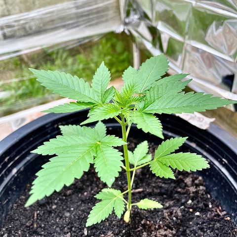 Green Crack Autoflowering growlog timeline photo