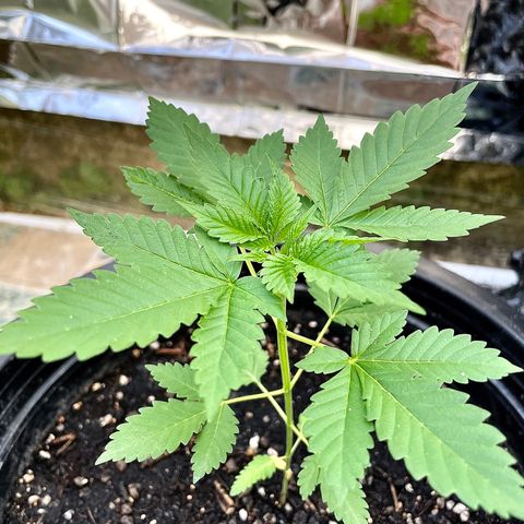Green Crack Autoflowering growlog timeline photo
