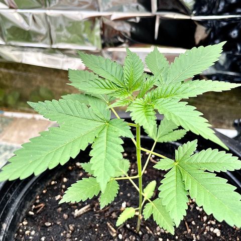 Green Crack Autoflowering growlog timeline photo