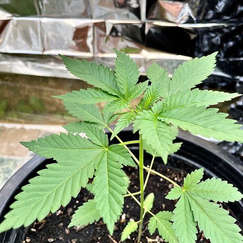 Green Crack Autoflowering growlog timeline photo