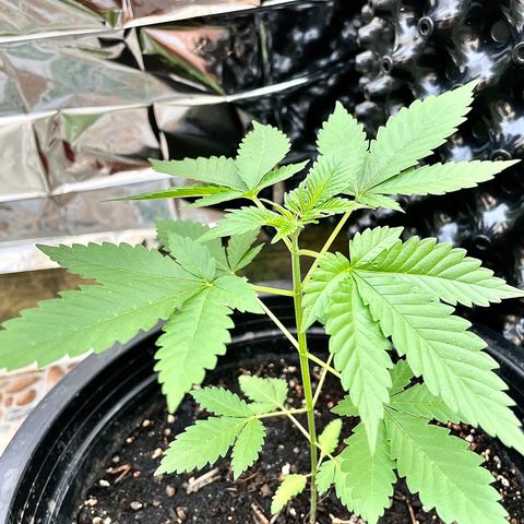 Green Crack Autoflowering growlog timeline photo