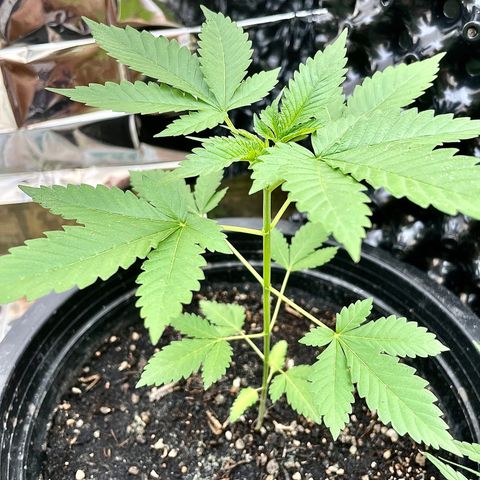 Green Crack Autoflowering growlog timeline photo
