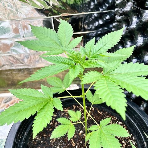 Green Crack Autoflowering growlog timeline photo