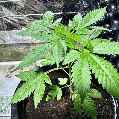 Green Crack Autoflowering growlog timeline photo