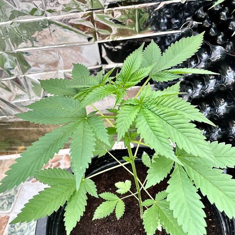 Green Crack Autoflowering growlog timeline photo