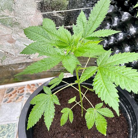 Green Crack Autoflowering growlog timeline photo