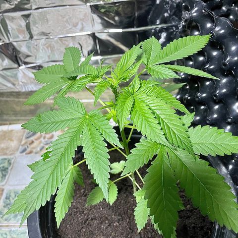Green Crack Autoflowering growlog timeline photo