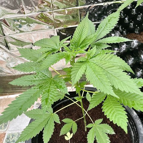 Green Crack Autoflowering growlog timeline photo