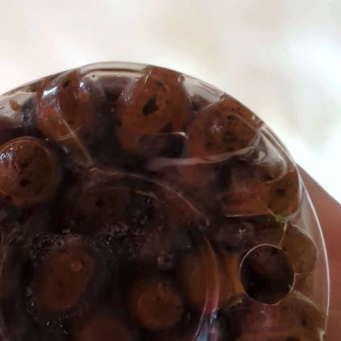 Fuel D.OG growlog photo: Root showing through, changed water, moss is still damp, no watering. Allow to struggle. 