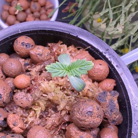 Fuel D.OG growlog timeline photo