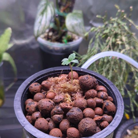 Fuel D.OG growlog timeline photo