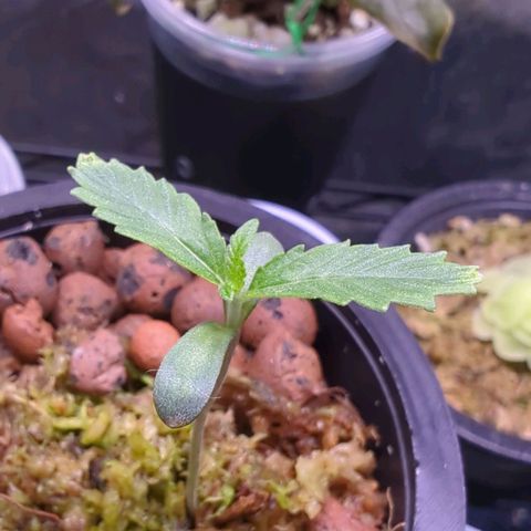Fuel D.OG growlog photo: Root has reached bottom of pot. 3rd set of leaves have begun. Next repot, if necessary, in 1 week. 