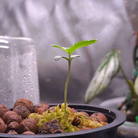 Fuel D.OG growlog photo: Root has reached bottom of pot. 3rd set of leaves have begun. Next repot, if necessary, in 1 week. 