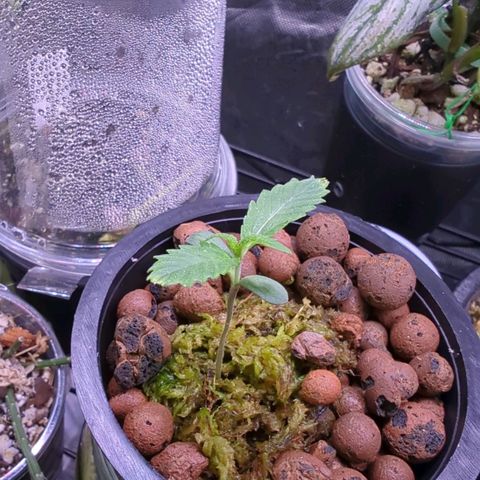 Fuel D.OG growlog photo: 2 new roots, leaf growth is 2x a day