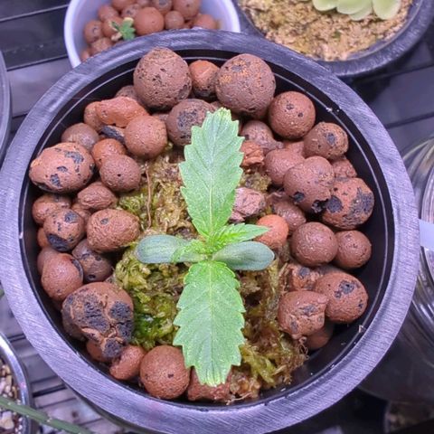 Fuel D.OG growlog photo: 2 new roots, leaf growth is 2x a day