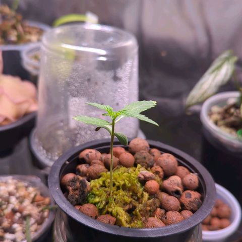 Fuel D.OG growlog timeline photo