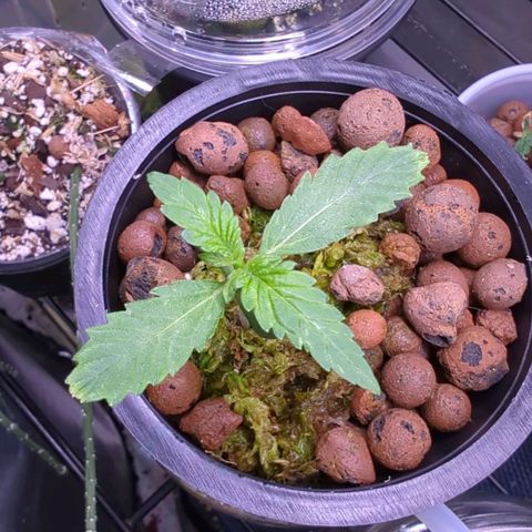 Fuel D.OG growlog timeline photo