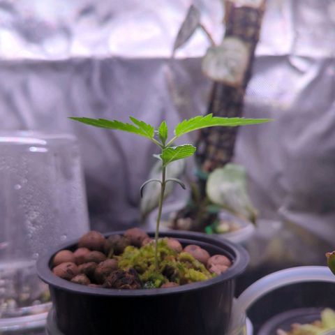 Fuel D.OG growlog photo: WOW! OH WOW!